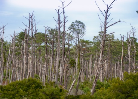 Standing Dead Wood Standing Dead Wood