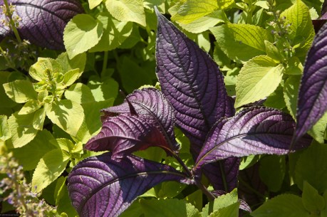 Simple Beauty of Contrasting Colors Simple Beauty of Contrasting Colors