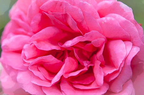 Pink Blossom Pink Blossom