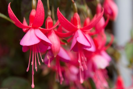 Pink Flowers Pink Flowers