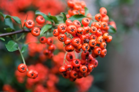 Red Berries Red Berries