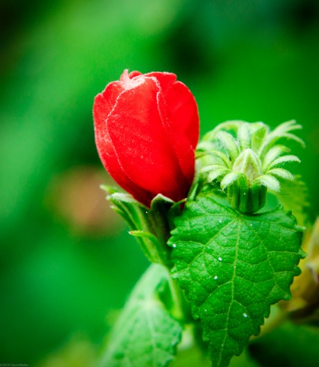 Small Red Flower