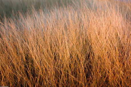 Grasses Lit by the Setting Sun