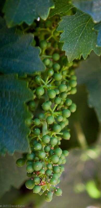 Fruit Growing on the Vine