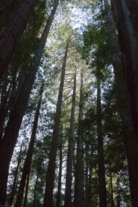 Creation witnesses to the glory of God. Creation witnesses to the glory of God.