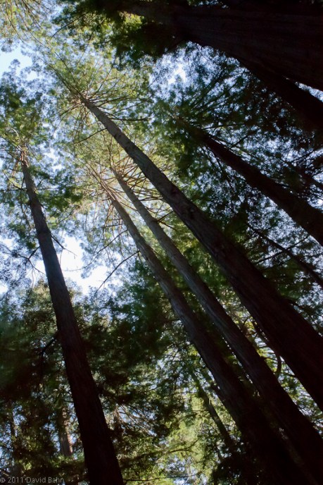 Giant Redwood Trees in Muir Woods National Monument