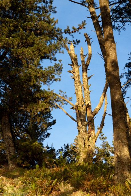Dead Tree Standing Dead Tree Standing