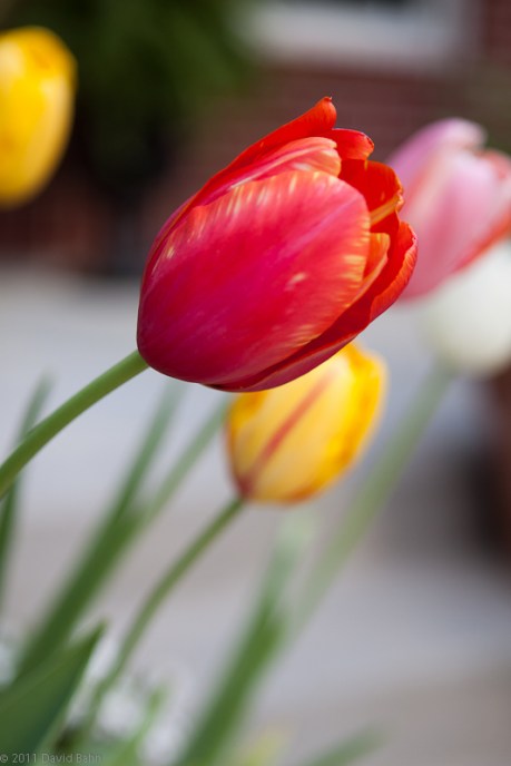 Tulips