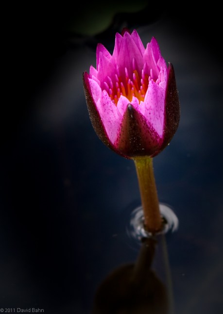 Water Lily