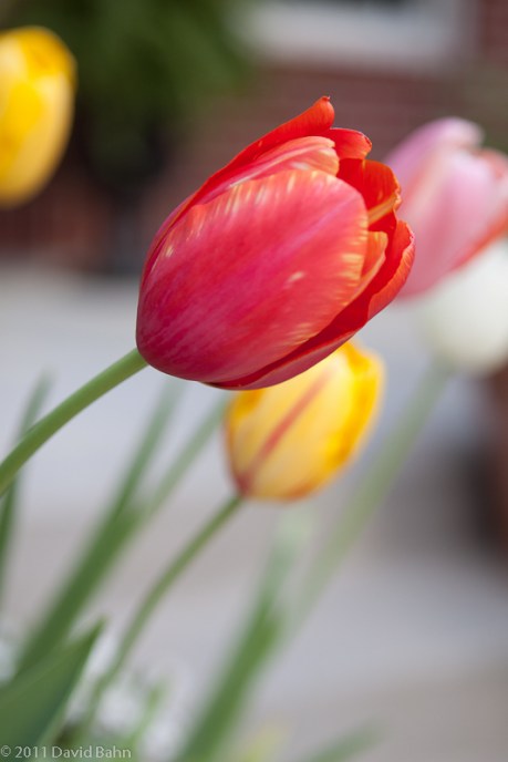 Tulips