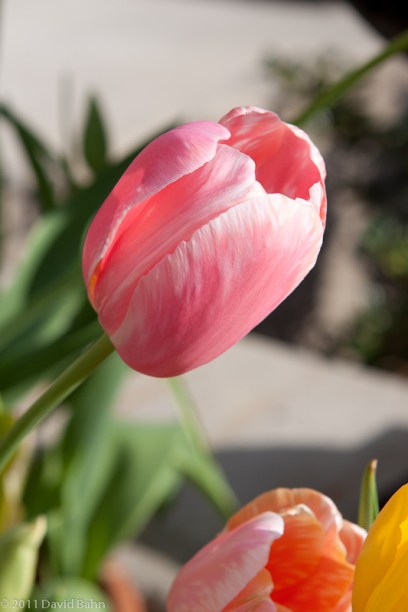 Tulip
