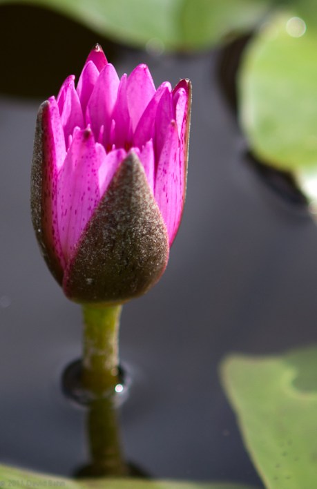 Water Lily
