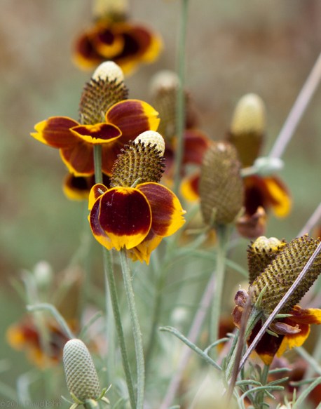 Wildflowers Wildflowers