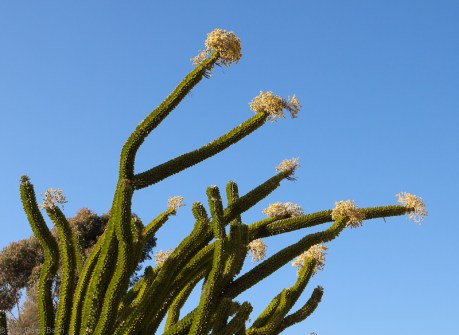 Reaching for the Sun Reaching for the Sun