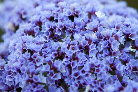 Tiny Blue Flowers
