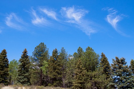 Colorado Clouds and Trees Colorado Clouds and Trees