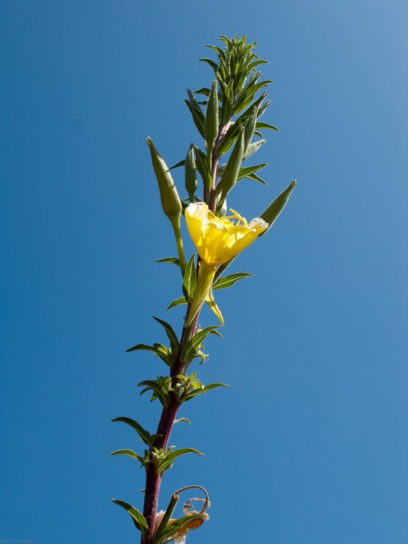 Yellow Flower Straining Toward the Sun Yellow Flower Straining Toward the Sun