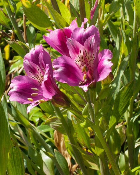 Alstroemeria Alstroemeria