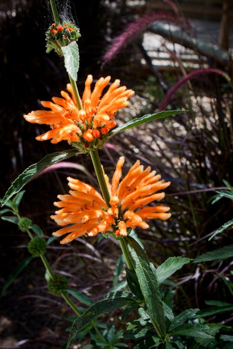 Orange Blossoms Orange Blossoms