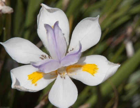 White Bloom with Yellow Accent