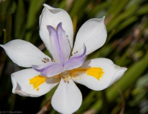 White Blossom with Accents