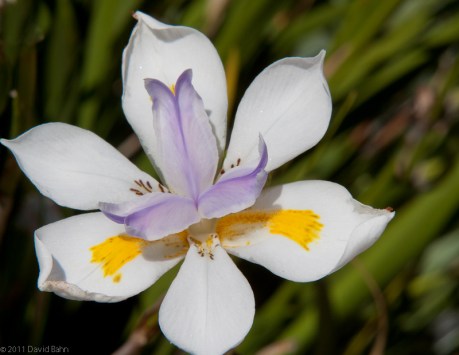 White Blossom with Accents White Blossom with Accents