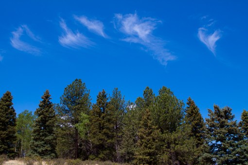 Clouds Dancing Atop the Trees