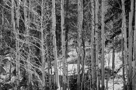 Small Stand of Aspen Trees - Apologies to Ansel Adams