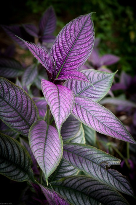 Light Falling on a Purple Plant Light Falling on a Purple Plant