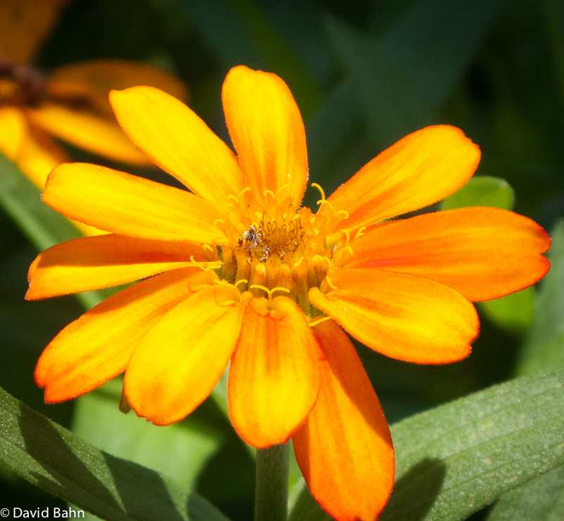Yellow-Orange Blossom