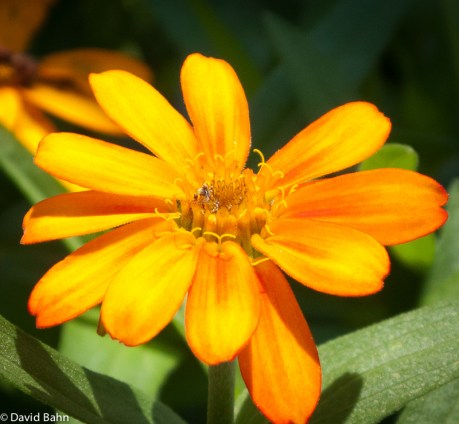 Yellow-Orange Blossom Yellow-Orange Blossom