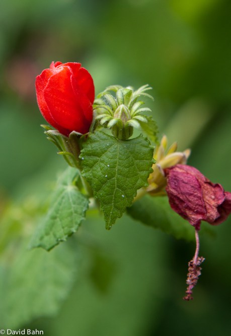 Red Flower Bud