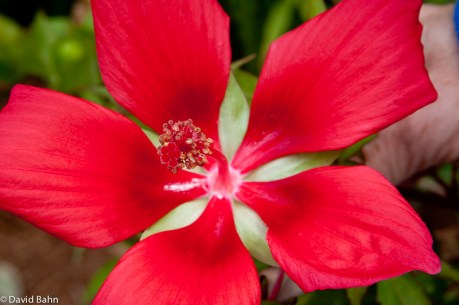 Red Hibiscus Red Hibiscus