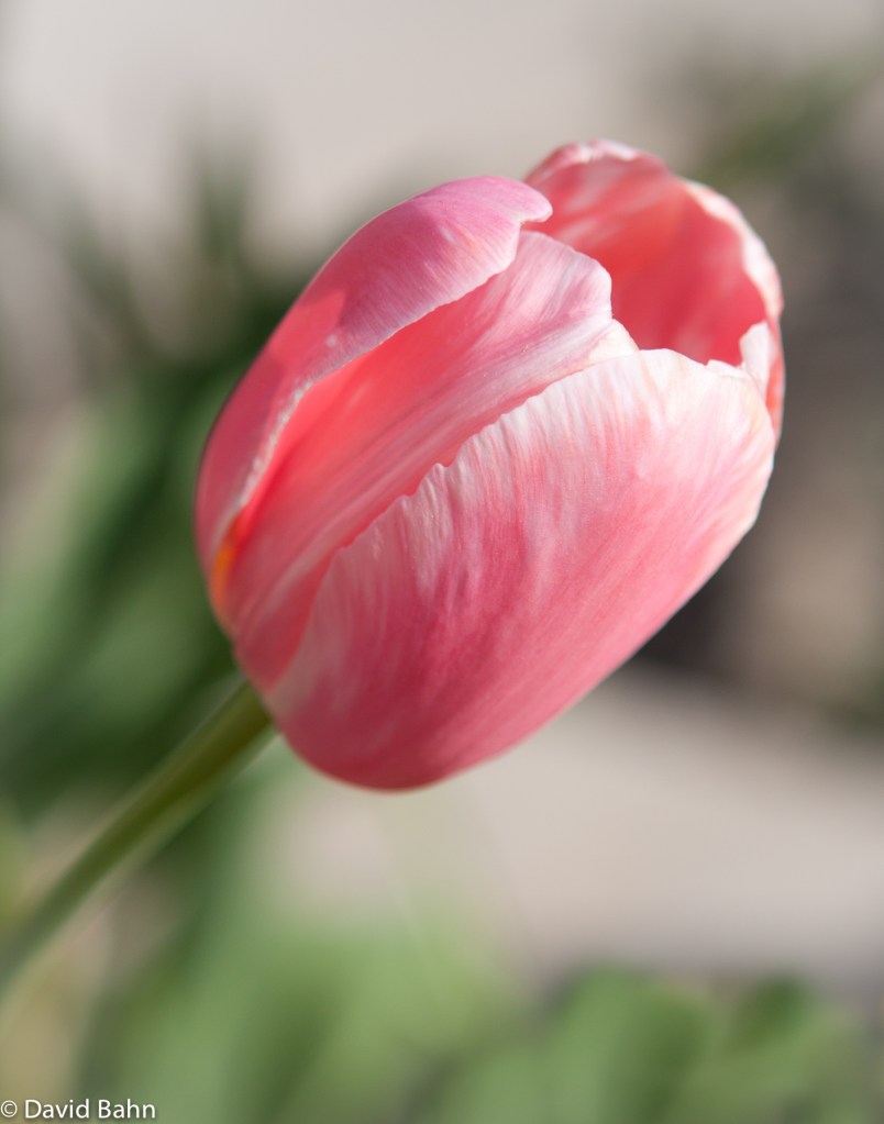 Pink Tulip