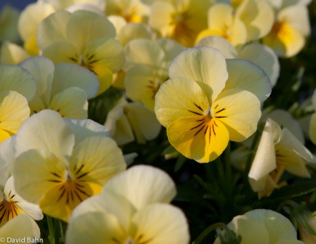 Yellow Pansies