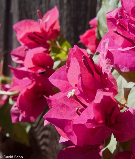 Bouganvillia