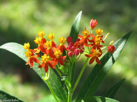Butterfly Weed