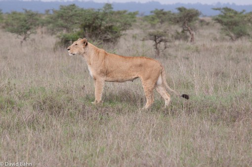 Lion on the Prowl