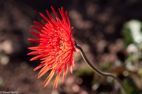Red Kenyan Flower Red Kenyan Flower