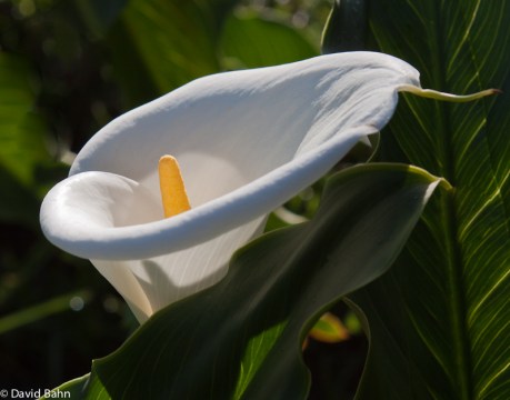 Calla Lily Calla Lily