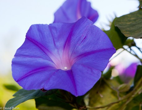 Purple Petunia