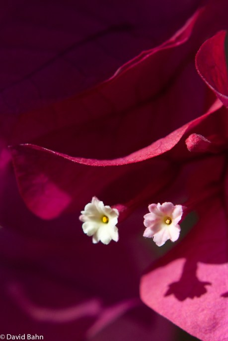 Bouganvillia Bouganvillia