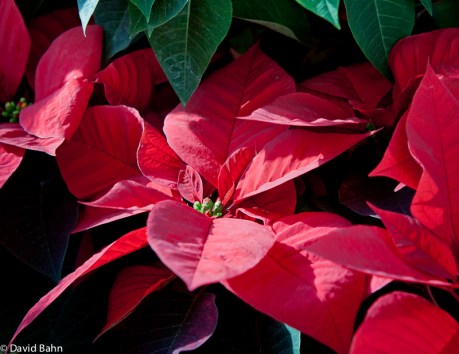 Poinsettia