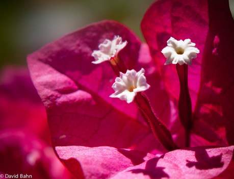Bougainvillea Bougainvillea
