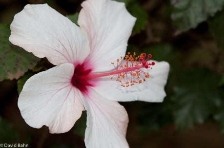 Light Pink Hibiscus
