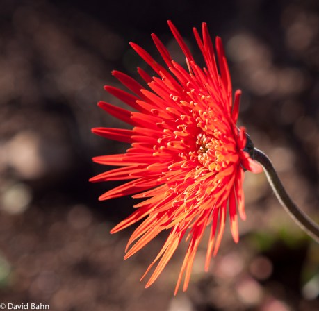 Red Praise (Kilgoris, Kenya)