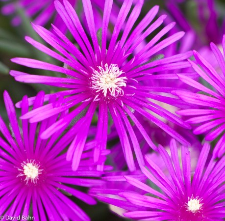Purple Explosion