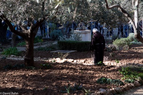 A priest walks among 2000 year old olive trees in the Garden of Gethsemane. A priest walks among 2000 year old olive trees in the Garden of Gethsemane.