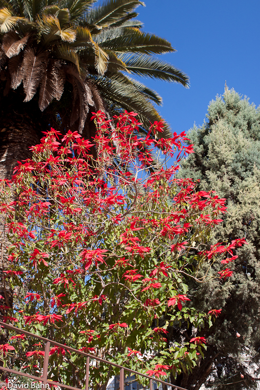 Poinsettia Tree Poinsettia Tree