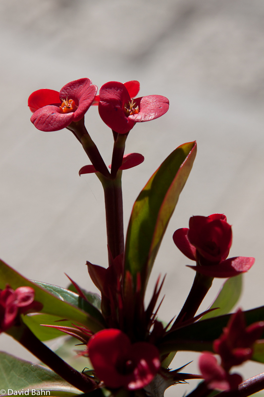Flower Growing in Nazareth - Jesus' home town